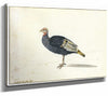 Gerardus Van Veen 14" x 11" / Stretched Canvas Wrap A Turkey Hen By Gerardus Van Veen