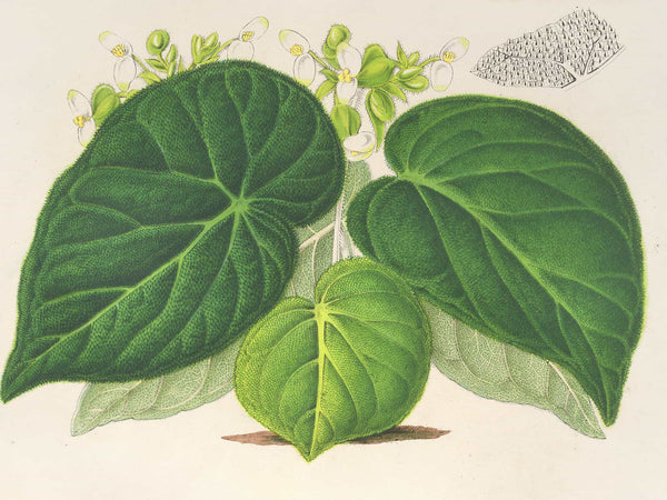 Charles Antoine Lemaire Begonia Imperialis By Charles Antoine Lemaire