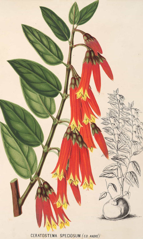 Charles Antoine Lemaire Home & Garden > Decor > Artwork 12" x 18" / Fine Art Paper Ceratostema Speciosum By Charles Antoine Lemaire