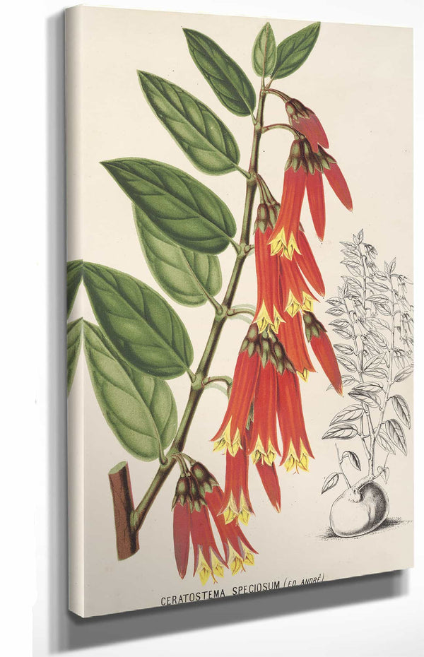 Charles Antoine Lemaire Home & Garden > Decor > Artwork Ceratostema Speciosum By Charles Antoine Lemaire