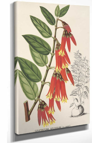 Charles Antoine Lemaire Home & Garden > Decor > Artwork Ceratostema Speciosum By Charles Antoine Lemaire