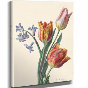 C De Haspe Drie Tulpen En Een Takje Hyacint By C De Haspe