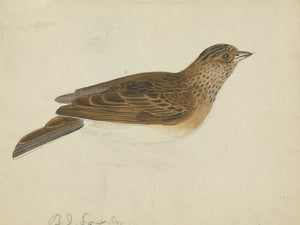 James Sowerby Eurasian Skylark By James Sowerby