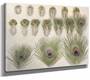 Henrik Gronvold Evolution Of The Eyes On A Peacocks Train By Henrik Gronvold