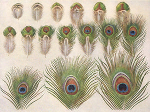 Henrik Gronvold Evolution Of The Eyes On A Peacocks Train By Henrik Gronvold