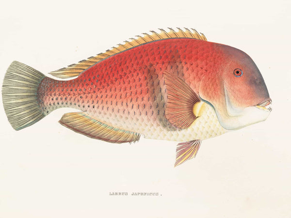 Philipp Franz Balthasar Von Siebold Fauna Japonica Pl101 By Philipp Franz Balthasar Von Siebold