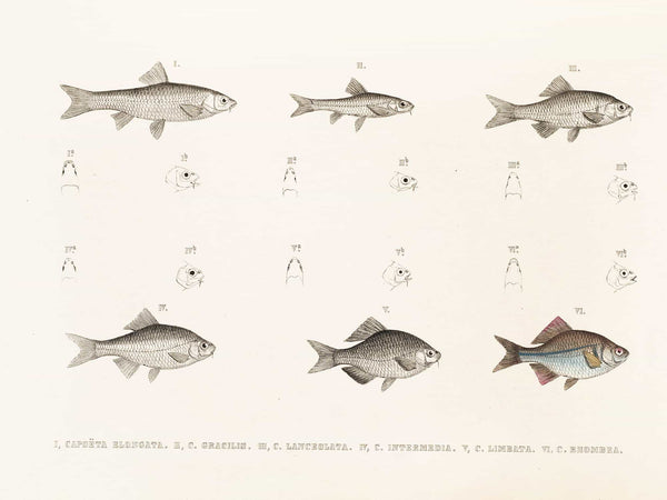 Philipp Franz Balthasar Von Siebold Fauna Japonica Pl117 By Philipp Franz Balthasar Von Siebold