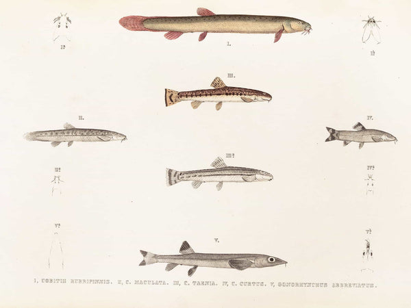 Philipp Franz Balthasar Von Siebold Fauna Japonica Pl120 By Philipp Franz Balthasar Von Siebold