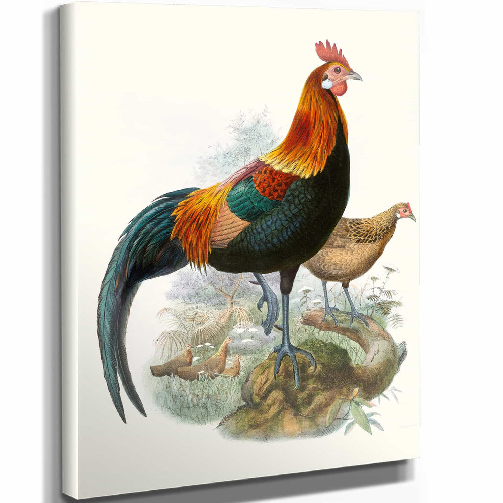 Joseph Smit Gallus Ferrugineus By Joseph Smit