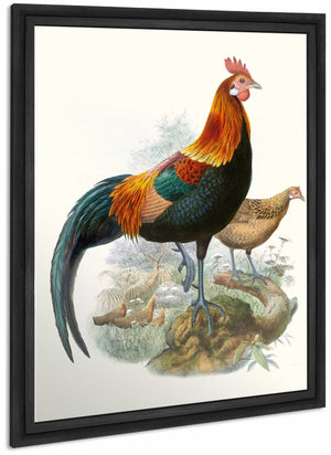 Gallus Ferrugineus By Joseph Smit