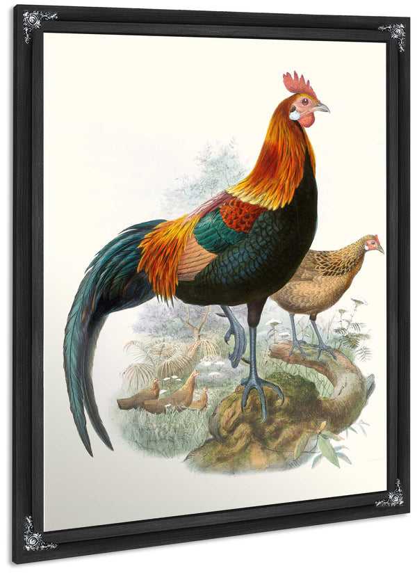 Gallus Ferrugineus By Joseph Smit