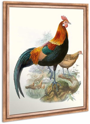 Gallus Ferrugineus By Joseph Smit