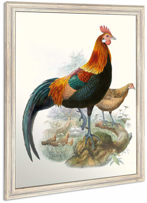 Gallus Ferrugineus By Joseph Smit