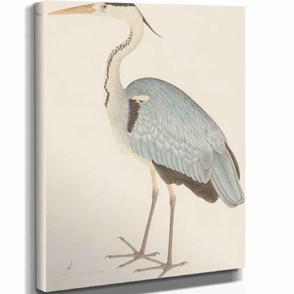 Ram Das Grey Heron By Ram Das