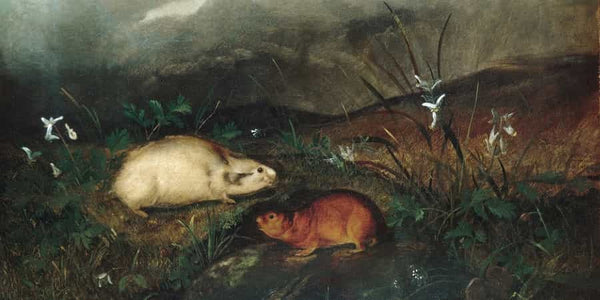 John Woodhouse Audubon Hudsons Bay Lemming By John Woodhouse Audubon