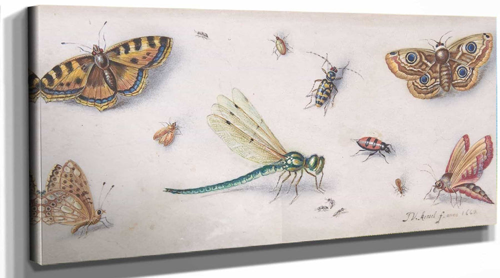 Jan Van Kessel The Elder Insects Butterflies And A Dragonfly By Jan Van Kessel The Elder