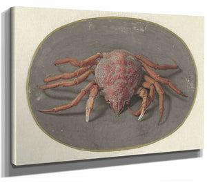 Krab By Jan Augustin Van Der Goes