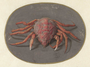 Jan Augustin Van Der Goes Krab By Jan Augustin Van Der Goes