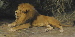 Wilhelm Kuhnert Lion In His Den By Wilhelm Kuhnert