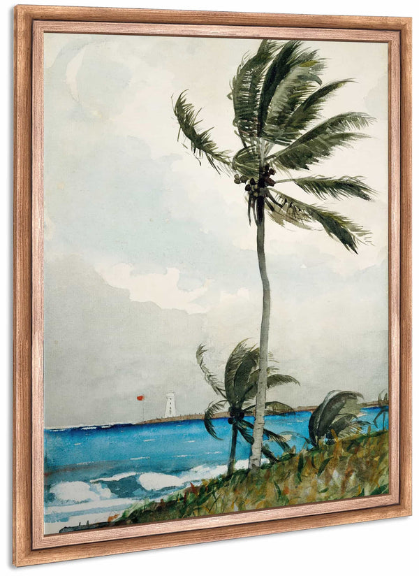 Palm Tree Nassau By Winslow Homer