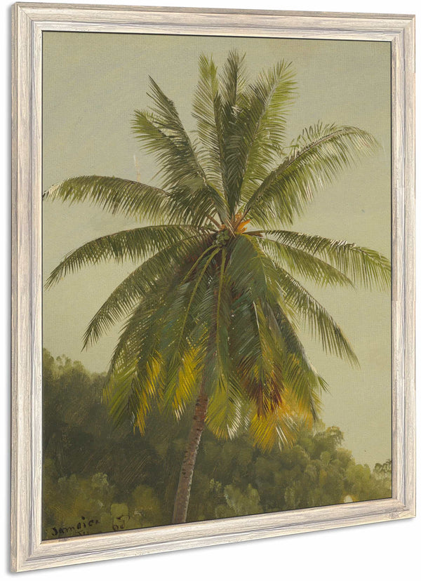 Palm Trees West Indies By Frederic Edwin Church