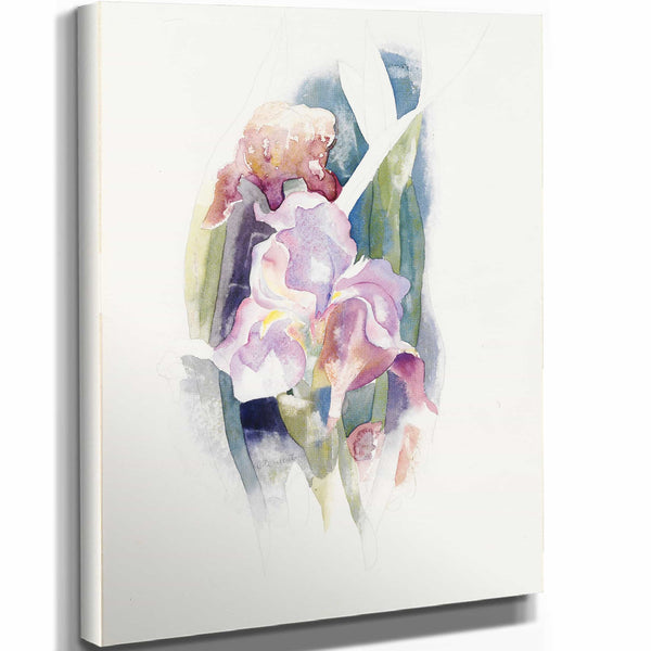 Charles Demuth 11" x 14" / Stretched Canvas Wrap Purple Iris By Charles Demuth