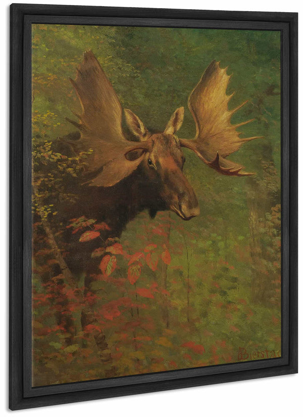 Study Of A Moose By Albert Bierstadt