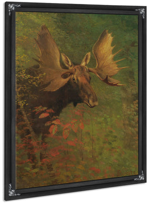 Study Of A Moose By Albert Bierstadt