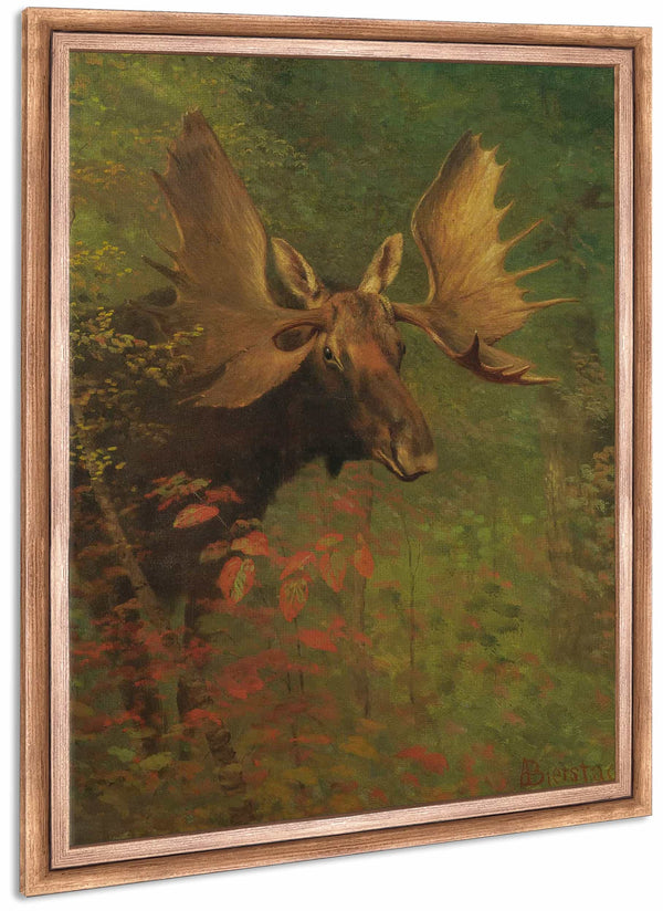 Study Of A Moose By Albert Bierstadt