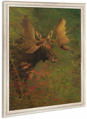 Study Of A Moose By Albert Bierstadt