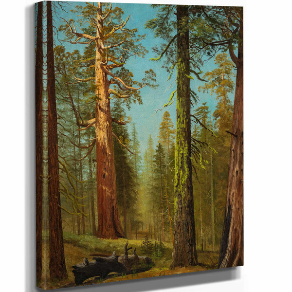 The Grizzly Giant Sequoia Mariposa Grove California By Albert Bierstadt