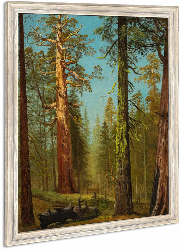 The Grizzly Giant Sequoia Mariposa Grove California By Albert Bierstadt