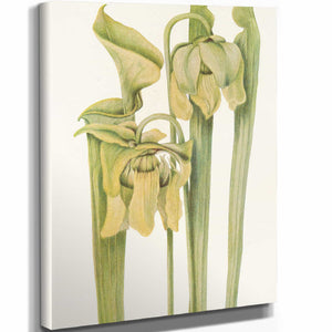 Mary Vaux Walcott Trumpetleaf By Mary Vaux Walcott