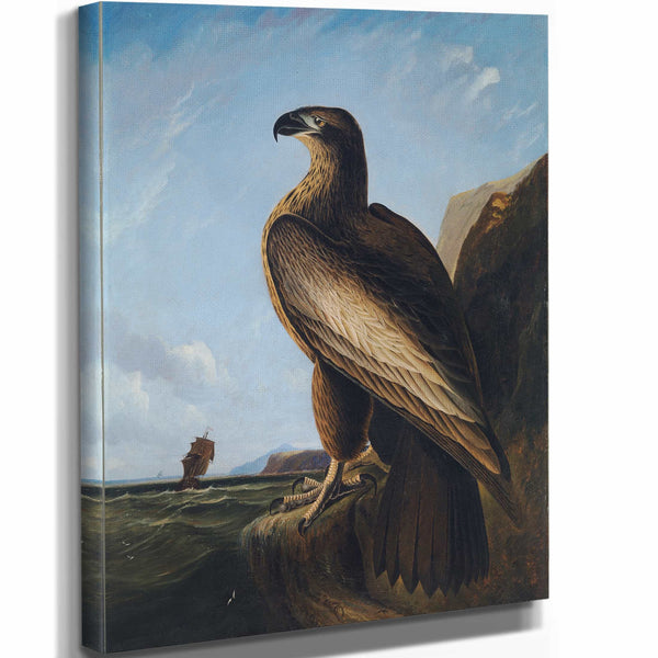 John James Audubon Washington Sea Eagle By John James Audubon