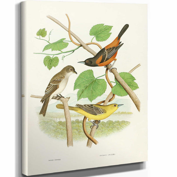 Edwin L Sheppard Wood Pewee Orchard Oriole By Edwin L Sheppard