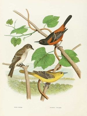 Edwin L Sheppard Wood Pewee Orchard Oriole By Edwin L Sheppard