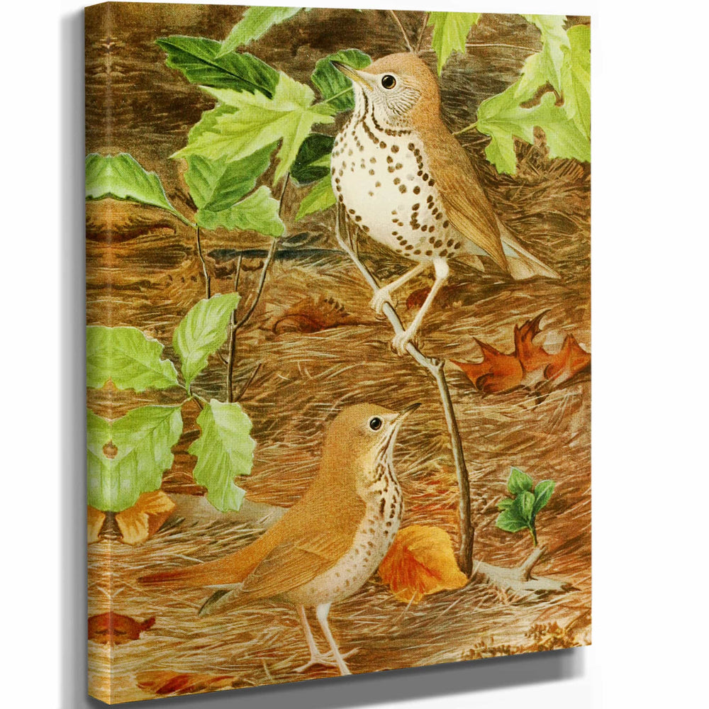 Louis Agassiz Fuertes Wood Thrushhermit Thrush By Louis Agassiz Fuertes