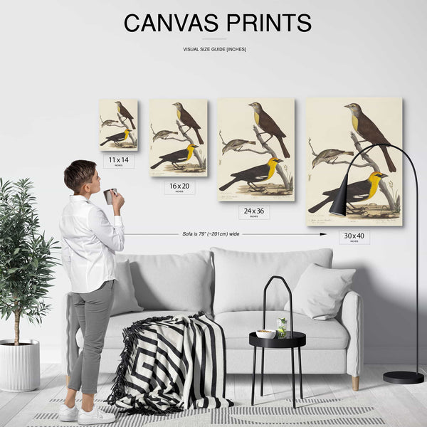 Alexander Lawson 11" x 14" / Stretched Canvas Wrap Yellow Headed Blackbird Female Blackbird And Female Cape May Warbler By Alexander Lawson