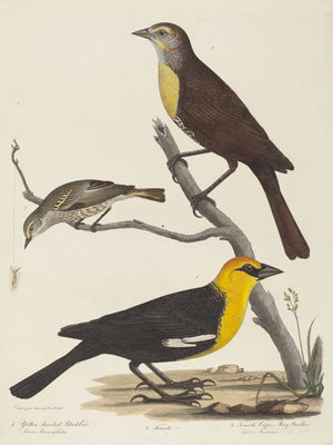 Alexander Lawson Yellow Headed Blackbird Female Blackbird And Female Cape May Warbler By Alexander Lawson