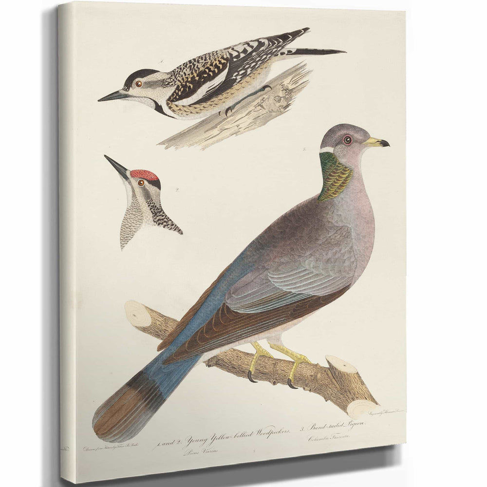 Alexander Lawson Young Yellow Bellied Woodpeckers And Band Tailed Pigeon By Alexander Lawson